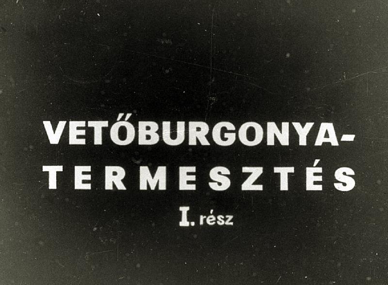 Vetőburgonya-termesztés