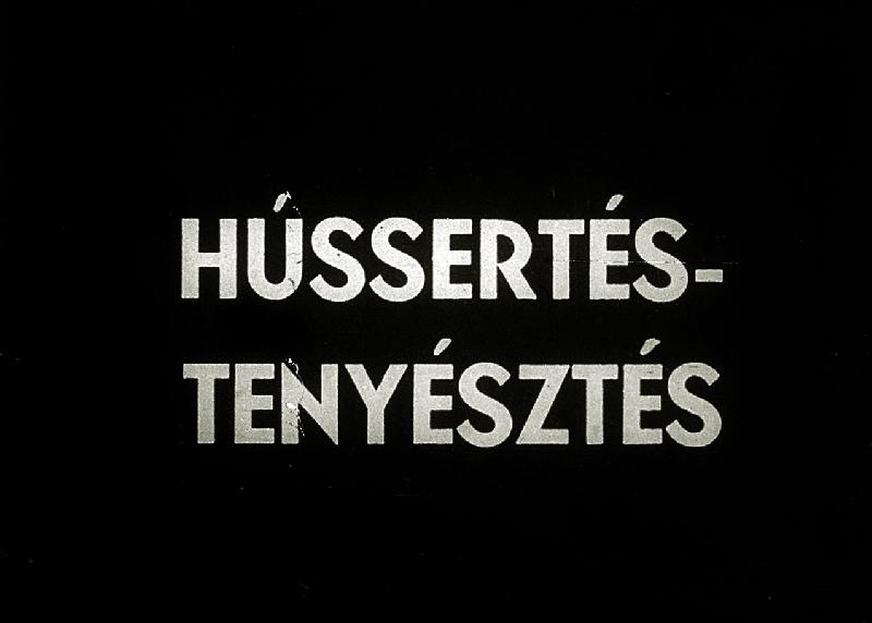 Hússertés-tenyésztés