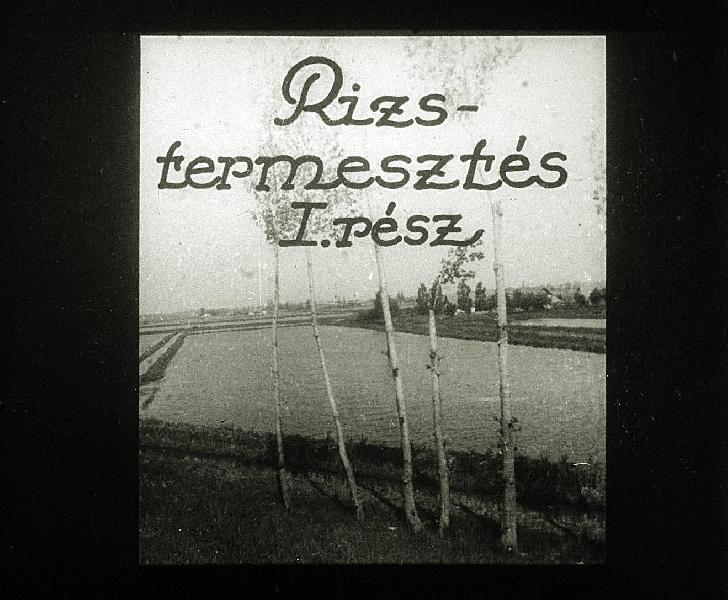 Rizstermesztés I-II.