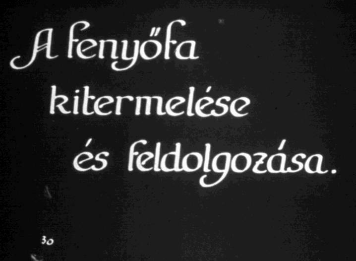 A fenyőfa kitermelése és feldolgozása II.