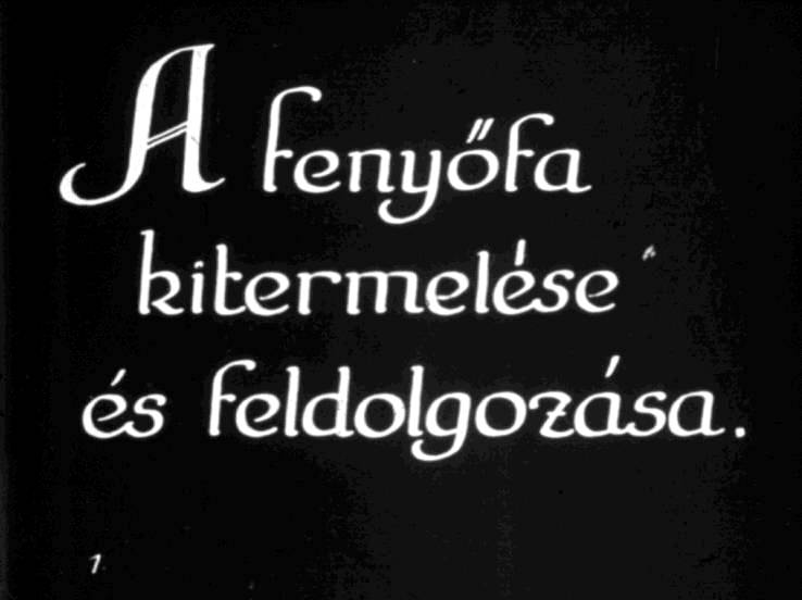A fenyőfa kitermelése és feldolgozása I.