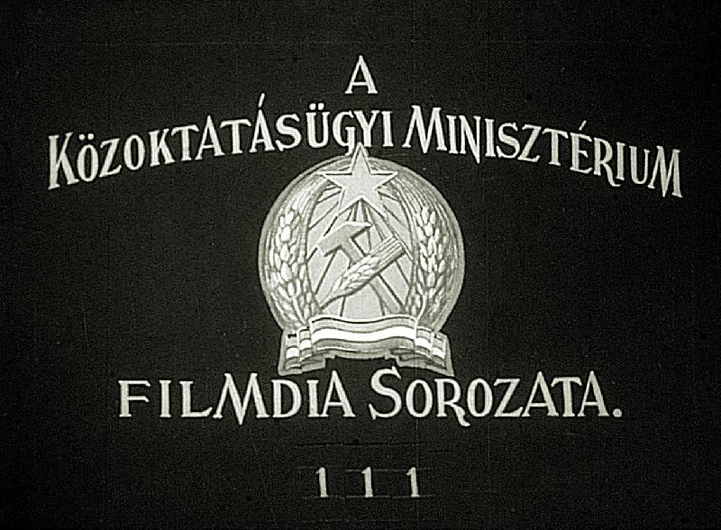 Fészkesvirágzatúak