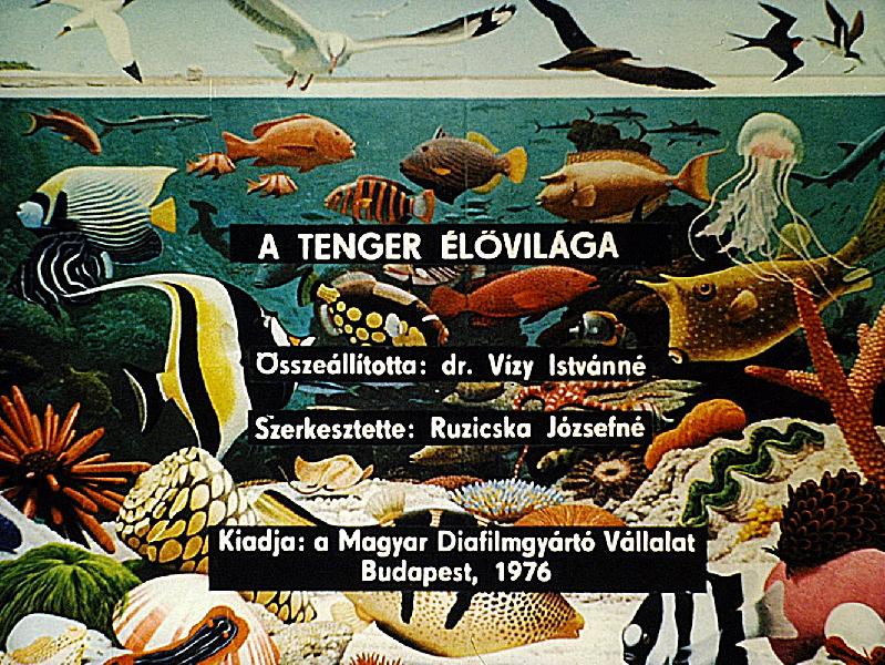 A tenger élővilága