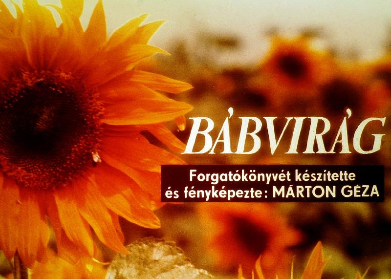 Bábvirág