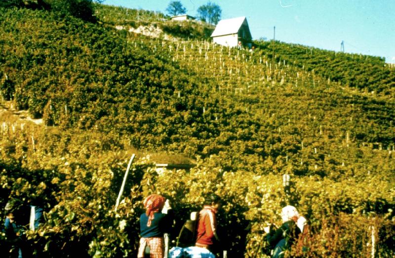 Tokaj