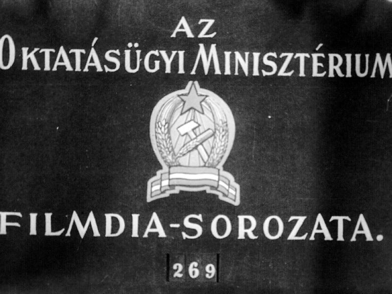 Északi - Sarkvidék állatvilága