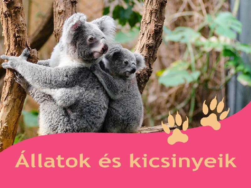 Állatok és kicsinyeik