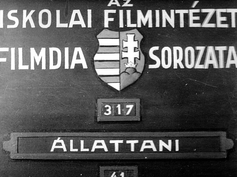 Afrika állatvilága II.