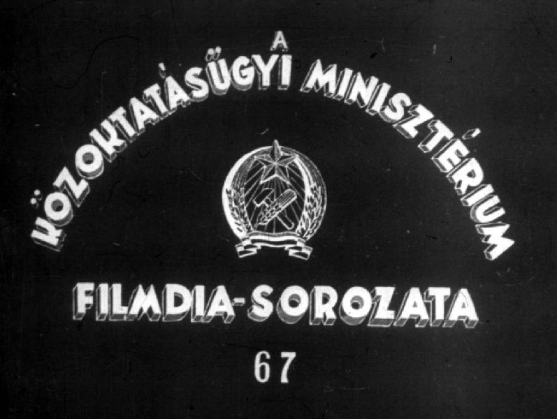 Emlősök II.