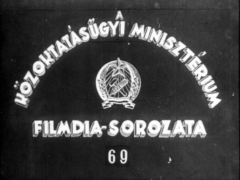 Emlősök IV.