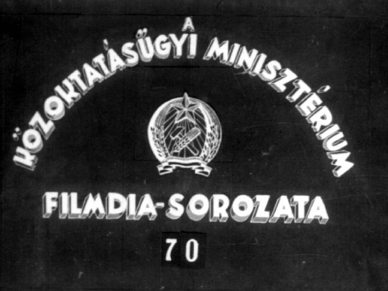 Emlősök V.