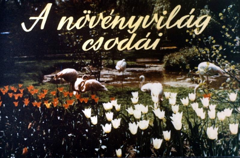 A növényvilág csodái
