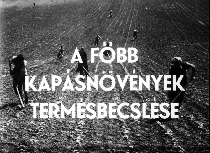 A főbb kapásnövények termésbecslése