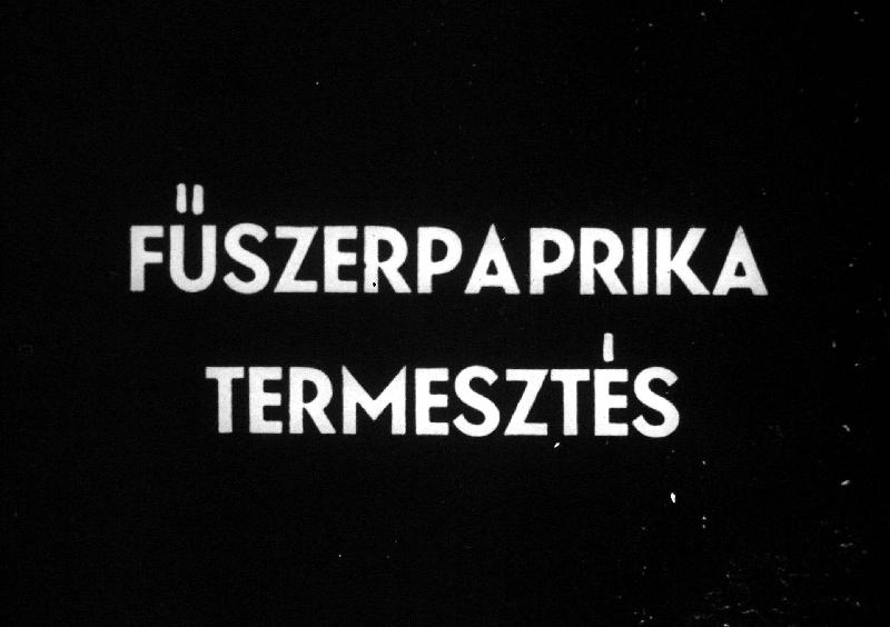 Fűszerpaprika termesztés