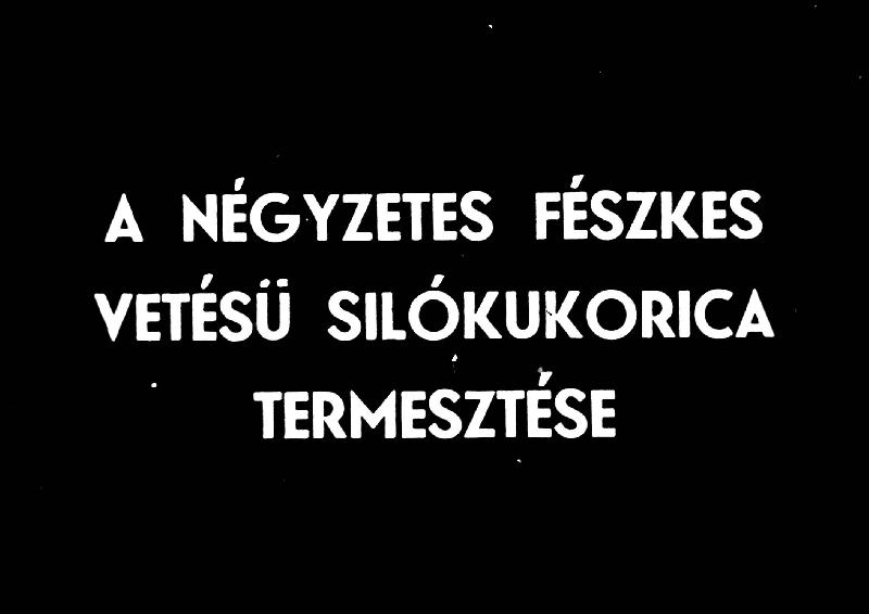 A négyzetes fészkes vetésű silókukorica termesztése