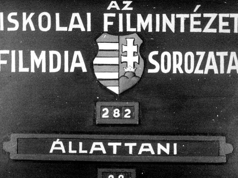 Afrika állatvilága I.
