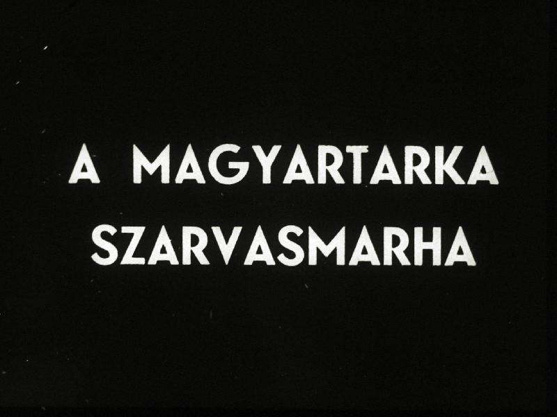 A magyartarka szarvasmarha
