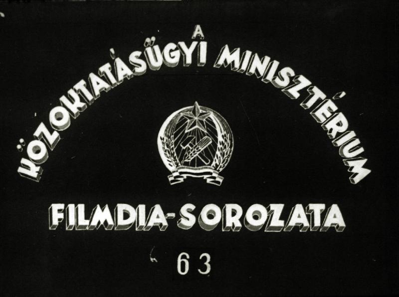 Előgerinchúrosok, lándzsahal, halak