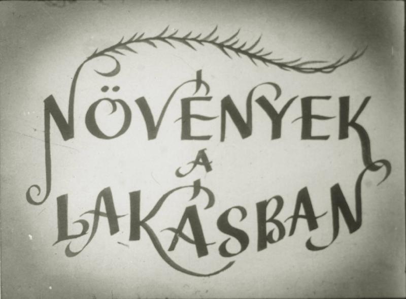 Növények a lakásban