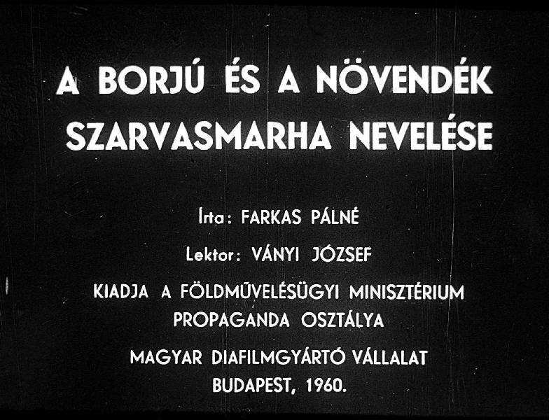 A borjú és novendék szarvasmarha nevelése