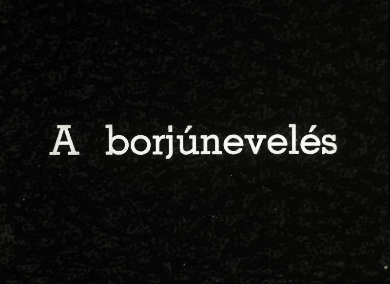 A borjúnevelés
