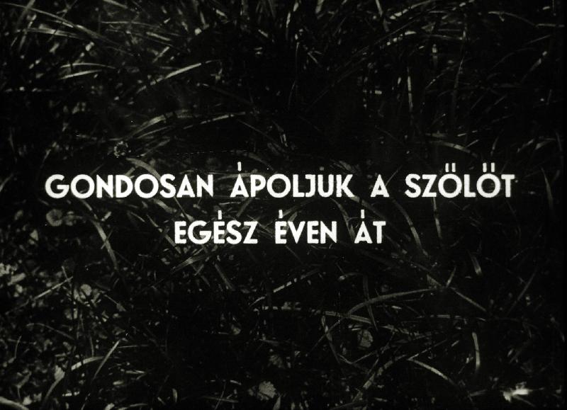 Gondosan ápoljuk a szőlőt egész éven át