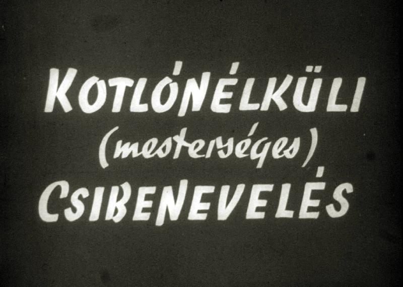 Kotlónélküli ( mesterséges ) csibenevelés