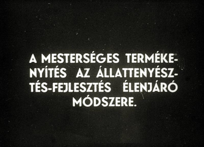 A mesterséges megtermékenyítés az állattenyésztés - fejlesztés élenjáró módszere