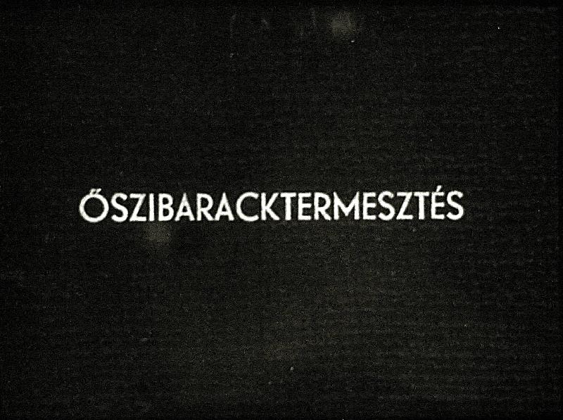 Őszibaracktermesztés