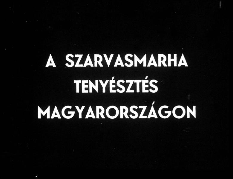 A szarvasmarha tenyésztés Magyarországon