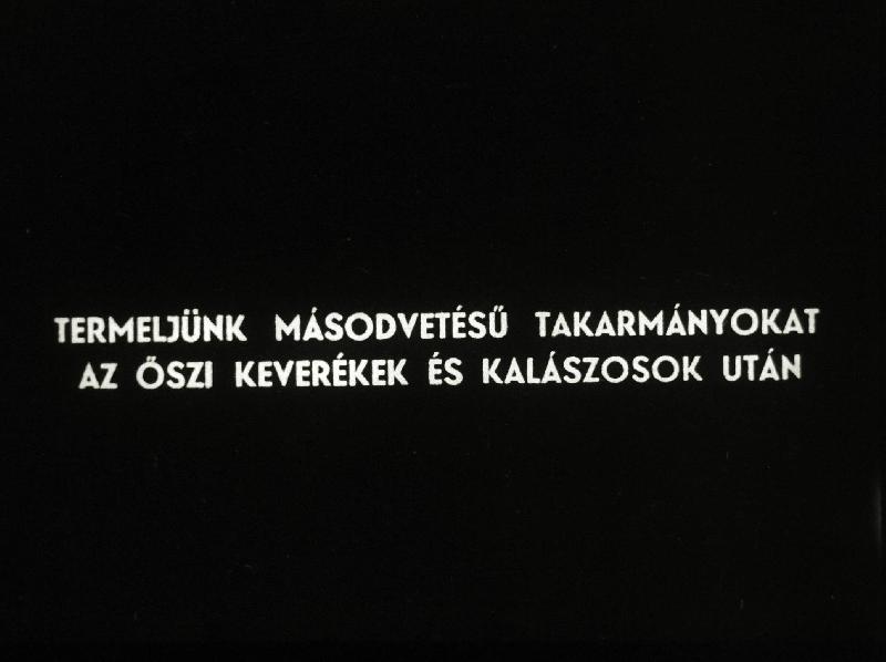 Termeljünk másodvetésű takarmányokat az őszi keverékek és kalászosok után