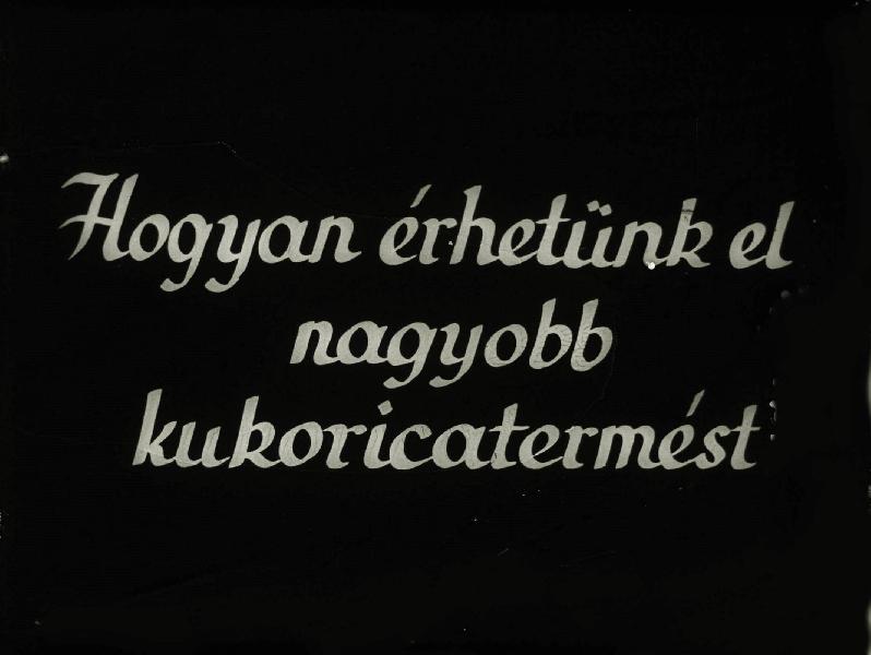 Hogyan érhetünk el nagyobb kukoricatermést