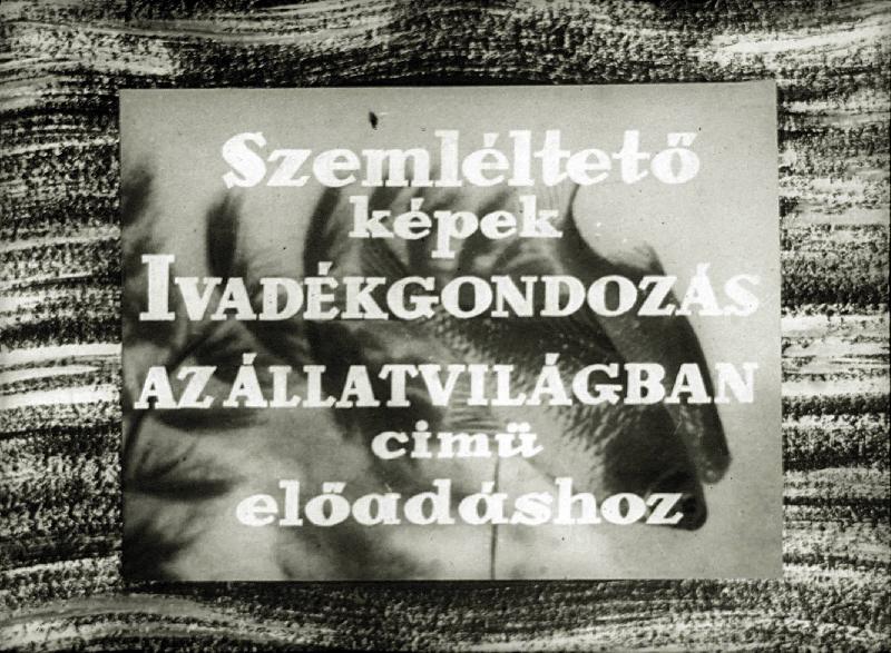 Ivadékgondozás az állatvilágban