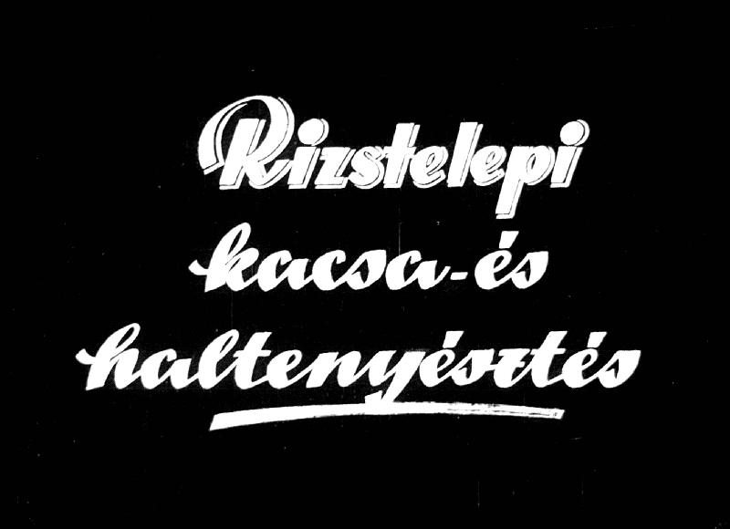 Rizstelepi kacsa és haltenyésztés