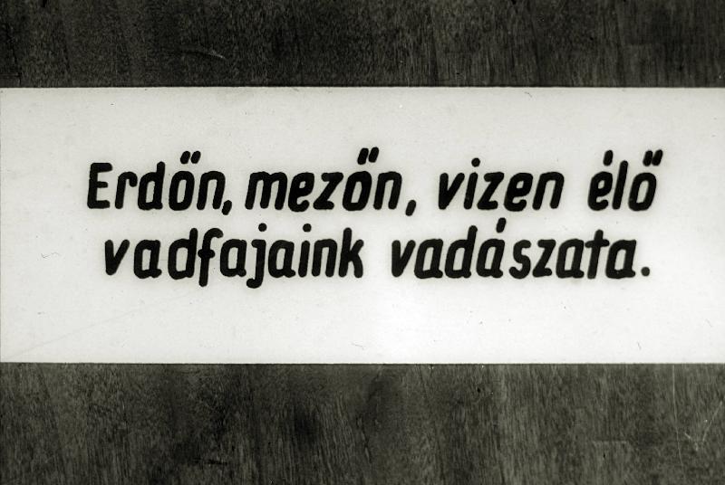 Erdőn, metőn, vizen élő vadfajaink vadászata