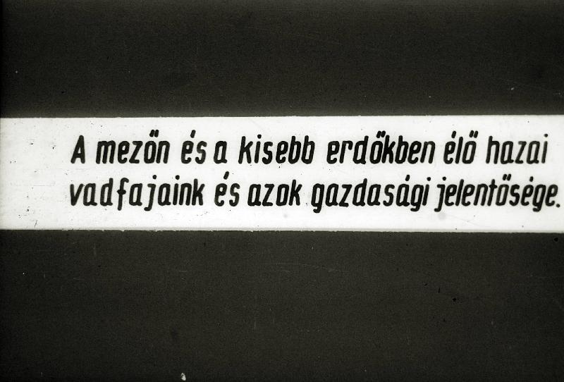 Mezőn és a kisebb erdőben élő vadfajaink