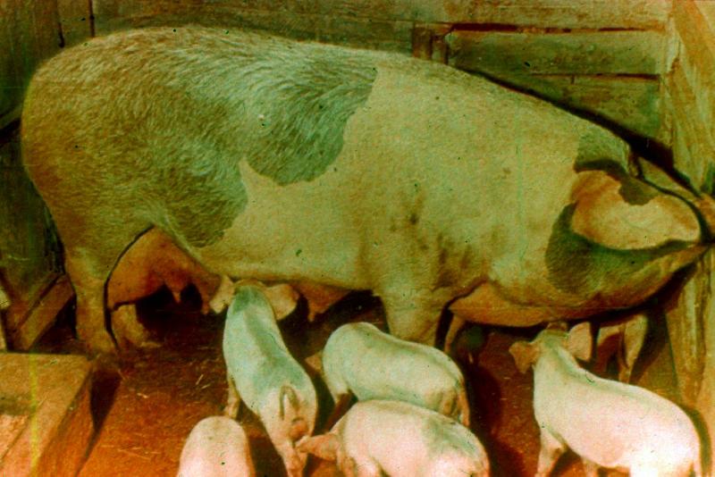 A sertés, a juh, a házinyúl : Óvodák számára