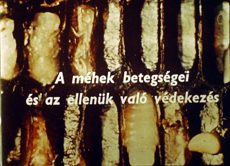 Méhek betegségei