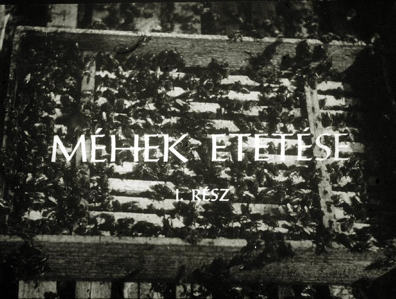 Méhek etetése I.
