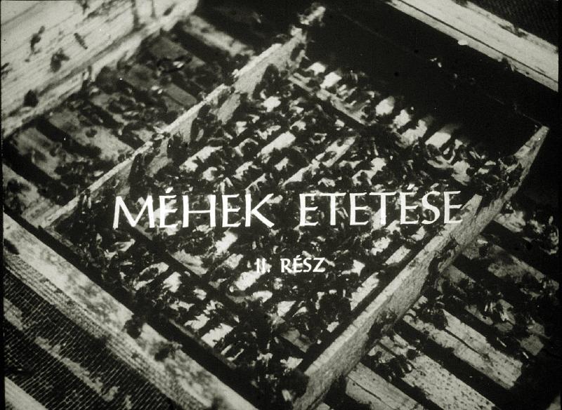 Méhek etetése II.