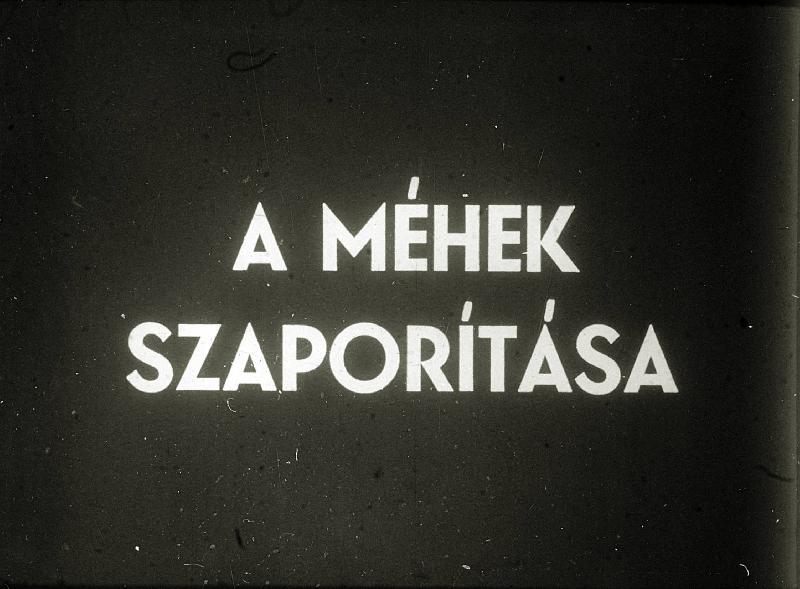 A méhek szaporítása
