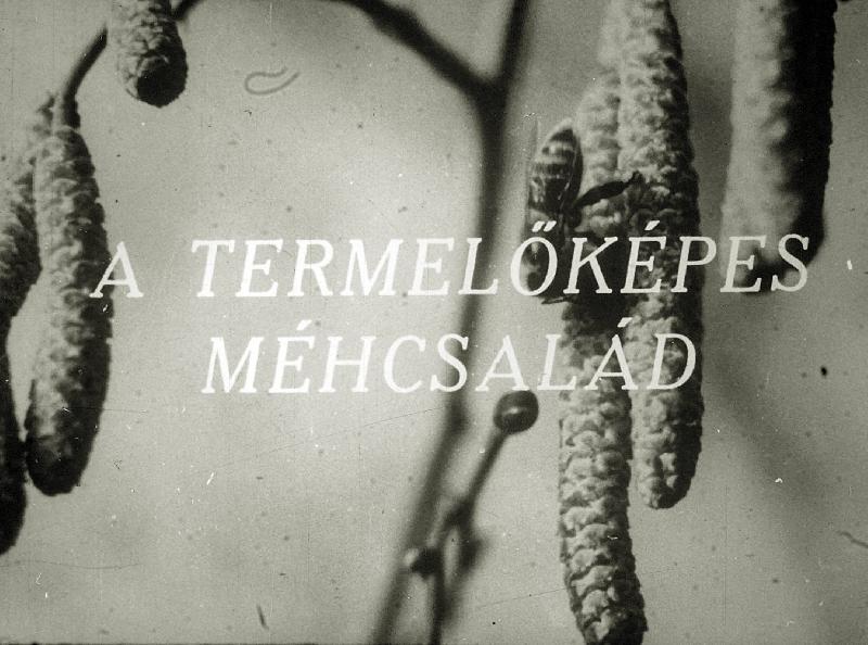 A termelőképes méhcsalád