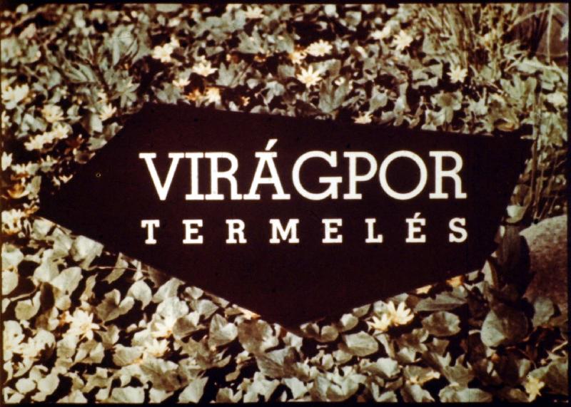 Virágpor termelés