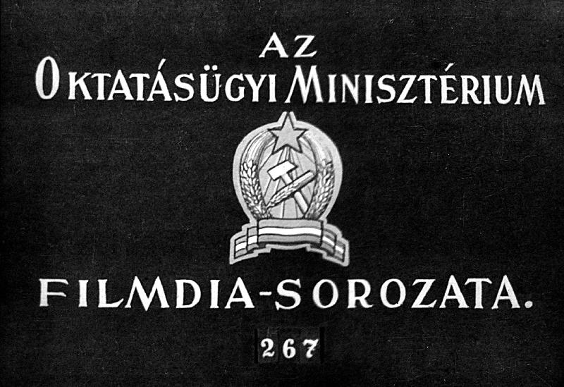 Amerika állatai II.