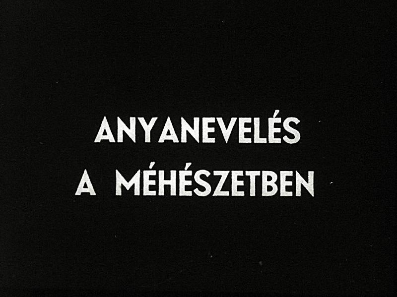 Anyanevelés a méhészetben