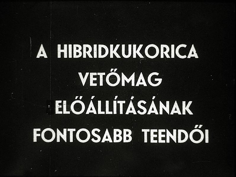 A hibridkukorica vetőmag előállításának fontosabb teendői