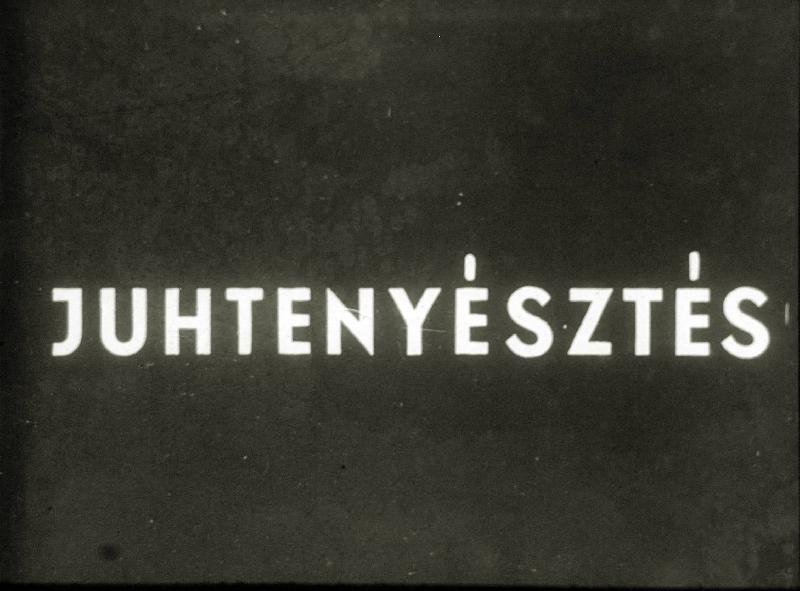 Juhtenyésztés