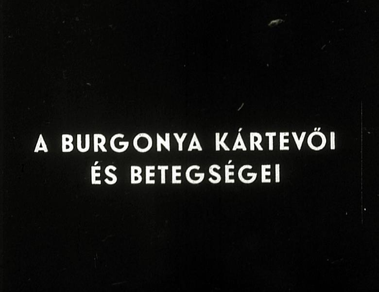 A burgonya kártevői és betegségei