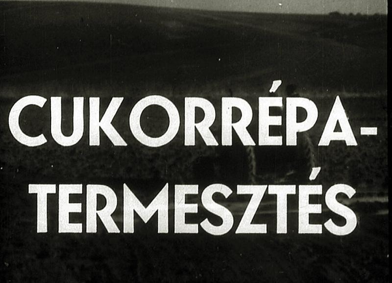 Cukorrépa - termesztés