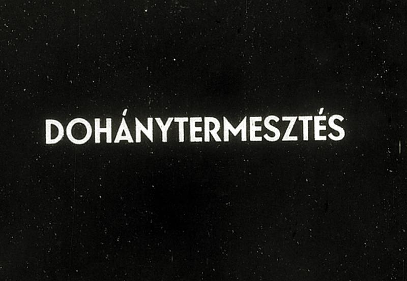 Dohánytermesztés